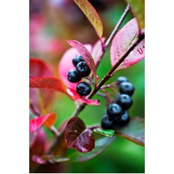 Арония (Aronia prunifolia) Nero