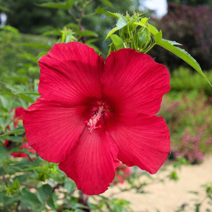 Разсад Блатен Червен Хибискус Hibiscus moscheutos Lord Baltimore в саксия