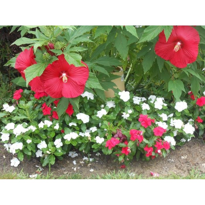 Разсад Блатен Червен Хибискус Hibiscus moscheutos Lord Baltimore в саксия