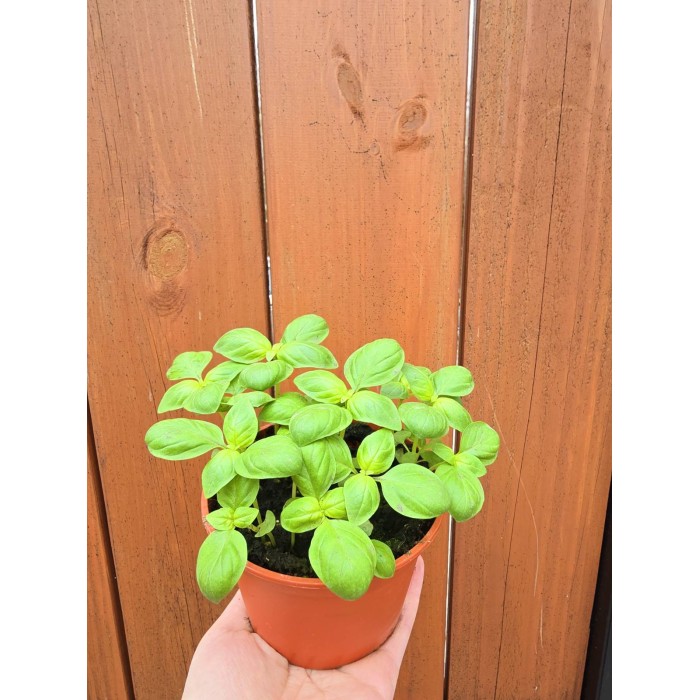 Разсад Босилек Ocimum basilicum