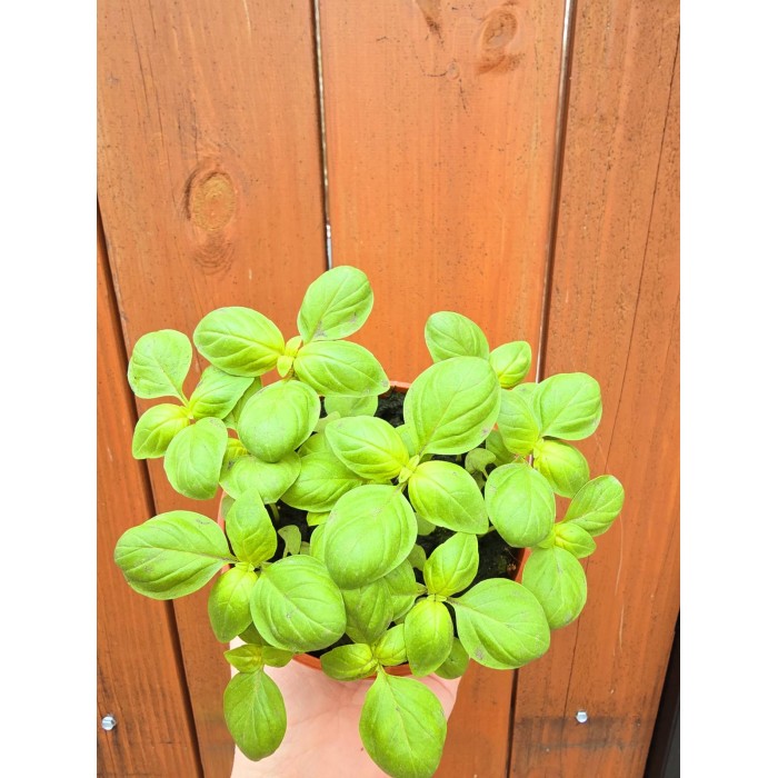 Разсад Босилек Ocimum basilicum