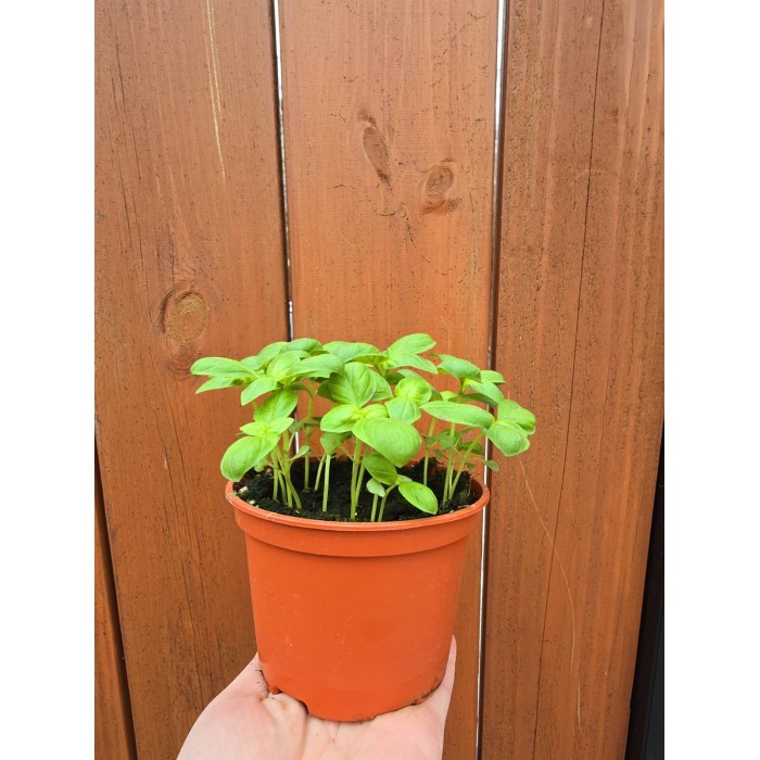Разсад Босилек Ocimum basilicum