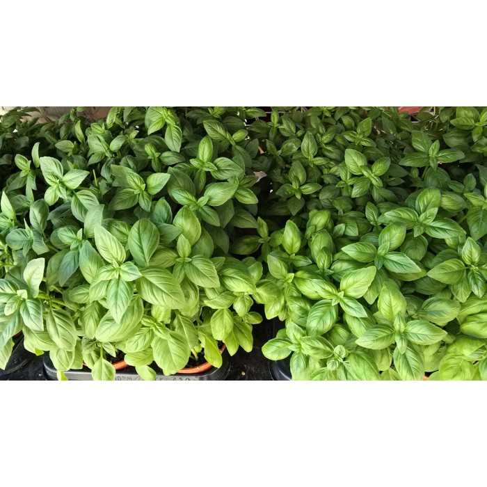 Разсад Босилек Ocimum basilicum