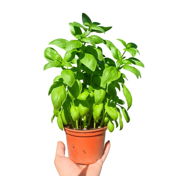 Разсад Босилек Ocimum basilicum