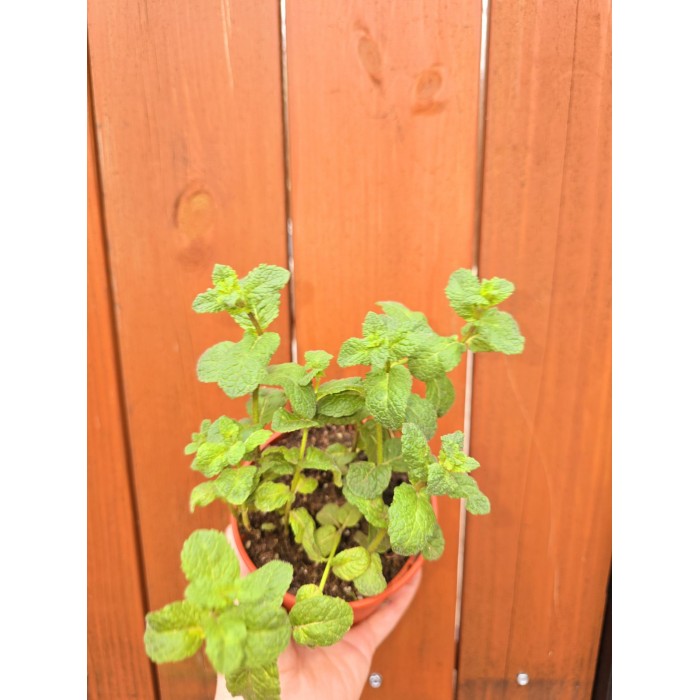 Разсад Джоджен Mentha spicata