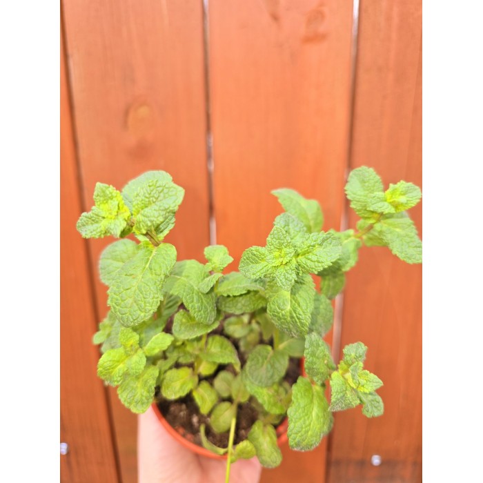 Разсад Джоджен Mentha spicata