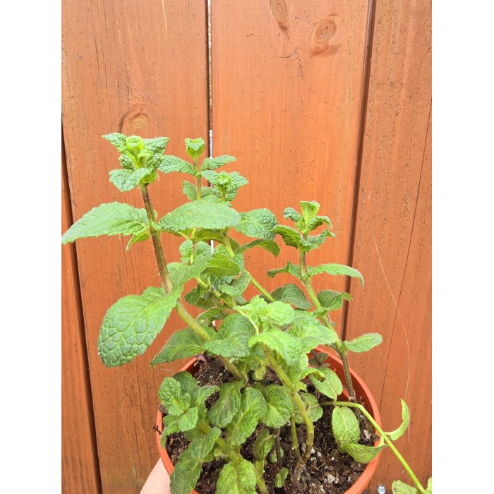 Разсад Джоджен Mentha spicata