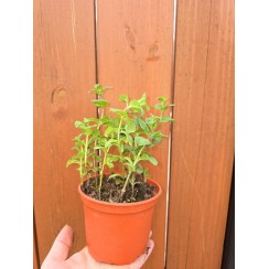 Разсад Джоджен Mentha spicata