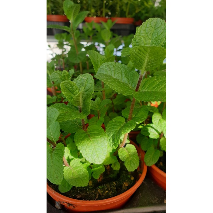 Разсад Джоджен Mentha spicata