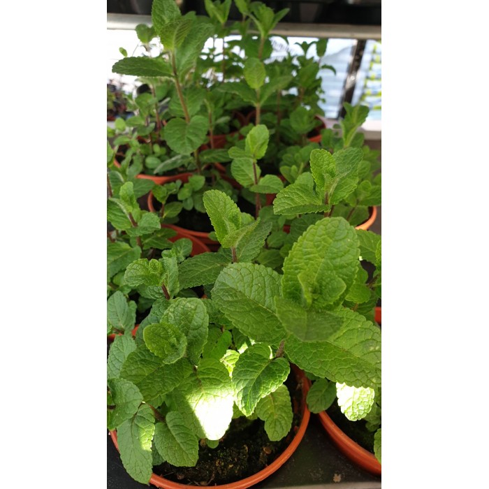 Разсад Джоджен Mentha spicata