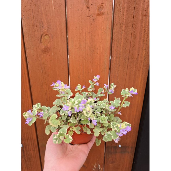 Разсад Глехома Вариегата Glechoma hederacea Variegata