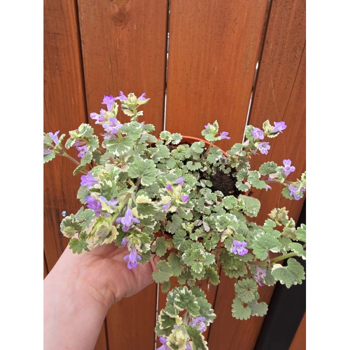 Разсад Глехома Вариегата Glechoma hederacea Variegata