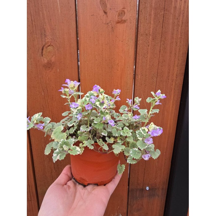 Разсад Глехома Вариегата Glechoma hederacea Variegata