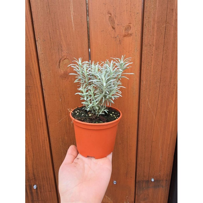 Разсад Къри Helichrysum italicum