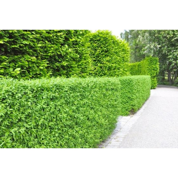 Разсад Лигуструм  Ligustrum vulgare - пакет - 10 броя