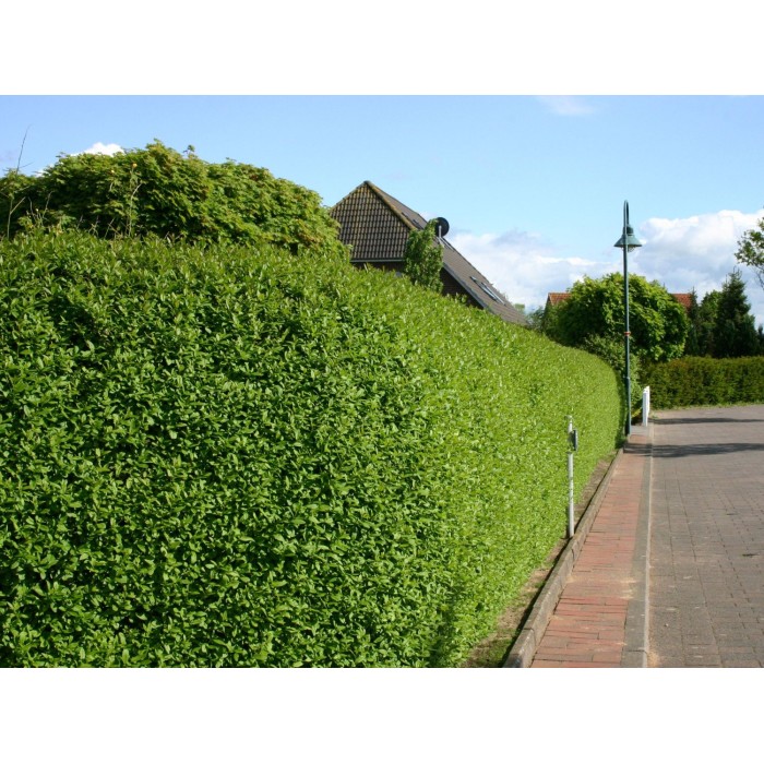 Разсад Лигуструм  Ligustrum vulgare - пакет - 10 броя