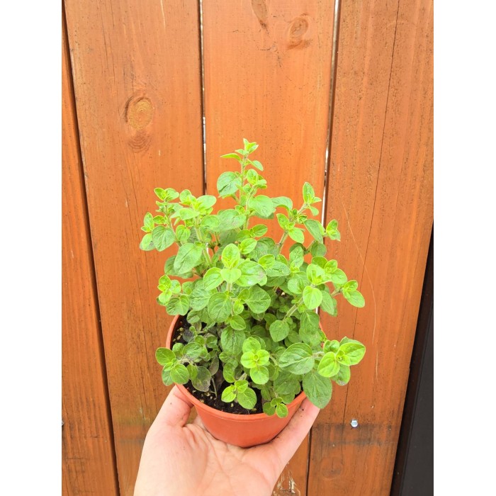 Разсад Риган Origanum vulgare