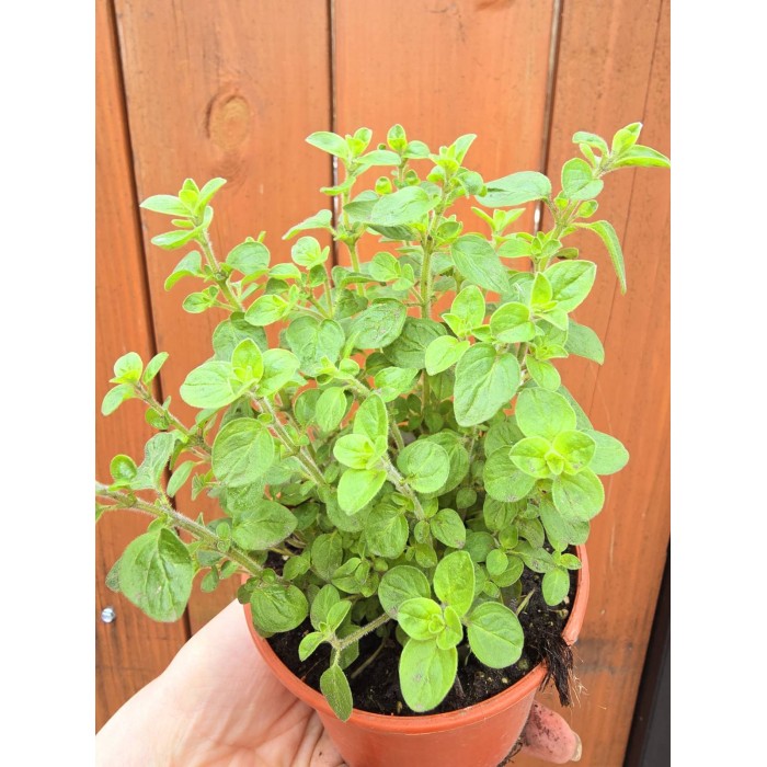 Разсад Риган Origanum vulgare