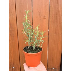 Разсад Розмарин Rosmarinus officinalis