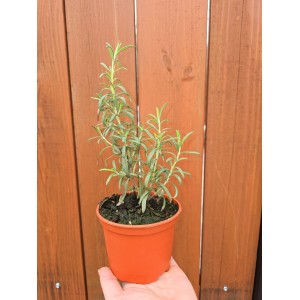 Разсад Розмарин Rosmarinus officinalis