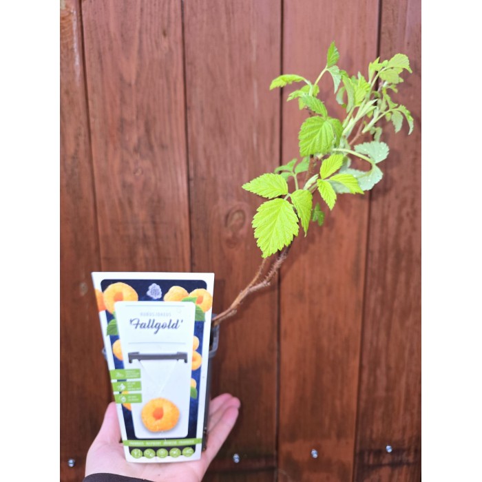 Жълта Малина Rubus idaeus Fallgold