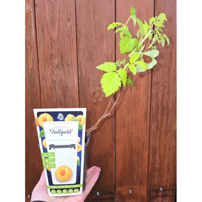 Жълта Малина Rubus idaeus Fallgold