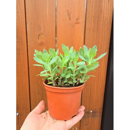Седум (Дебела Мара) в саксия Sedum maxima