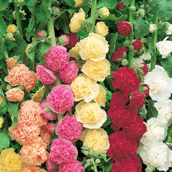 Алцея Микс Althea rosea