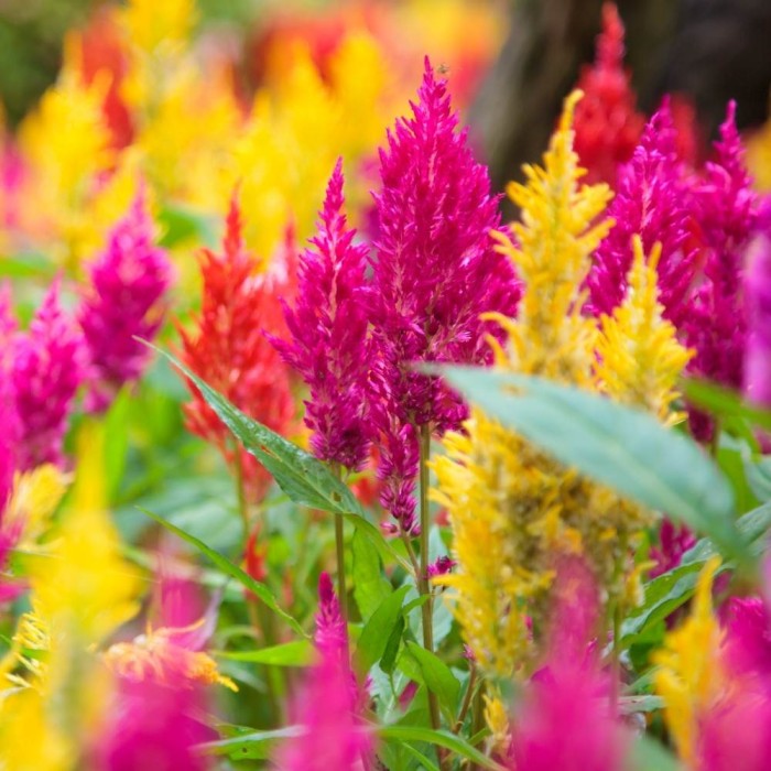 Целозия Висока Микс Celosia plumosa