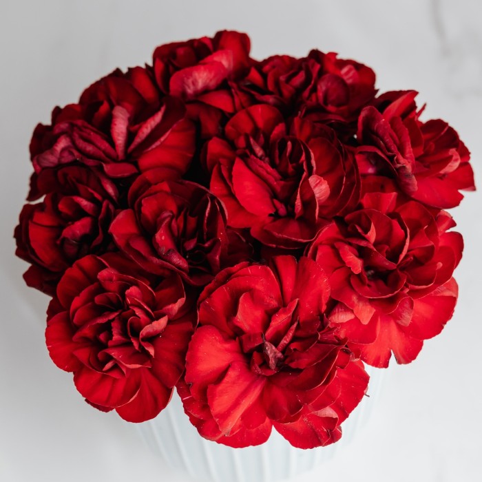 Карамфил Двоен Червен Чабауд Dianthus caryophyllus