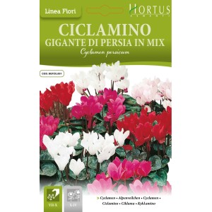 Циклама Персийска Гигант Микс Cyclamen persicum