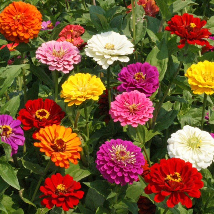 Циния Двойна Голяма Калифорнийски Микс Zinnia Elegans
