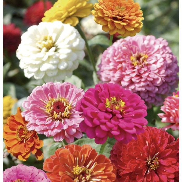 Циния Двойна Голяма Калифорнийски Микс Zinnia Elegans