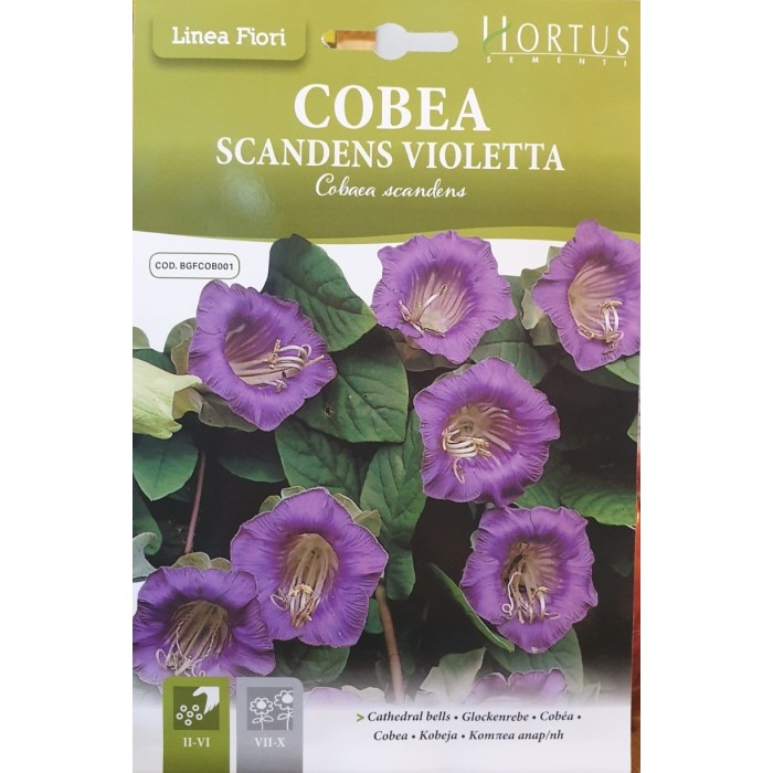 Кобея Лилава Cobaea Skandens