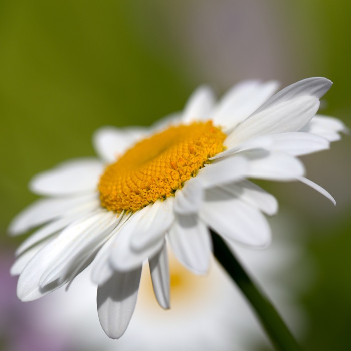 Маргаритка Многогодишна Гигант Bellis Perennis