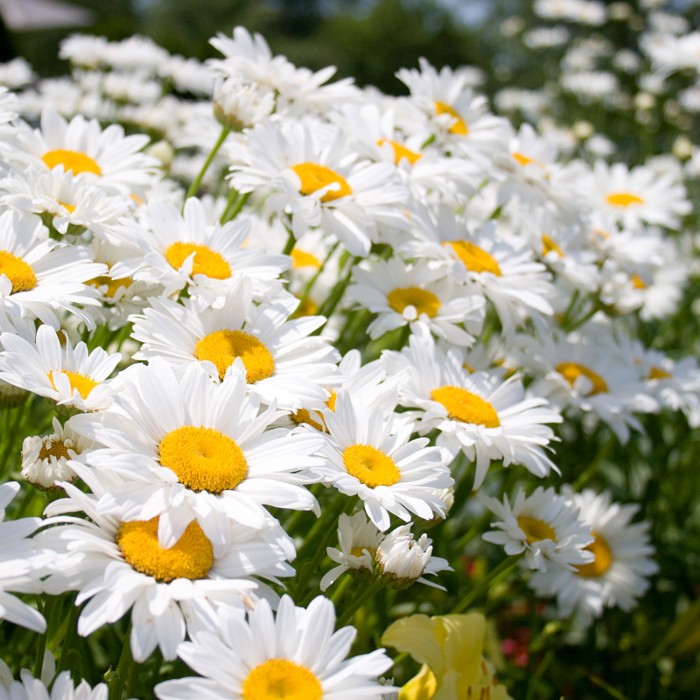 Маргаритка Многогодишна Гигант Bellis Perennis