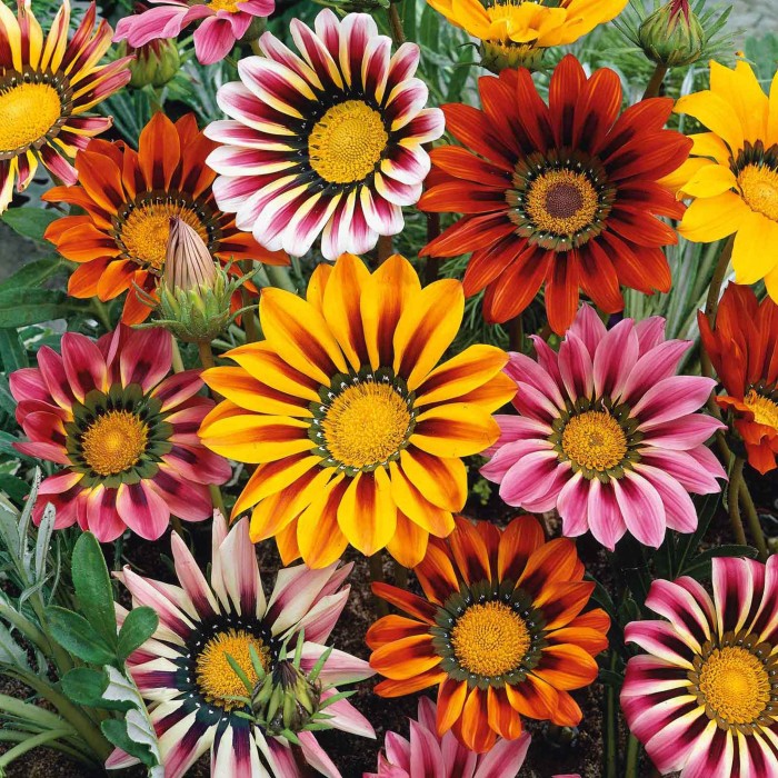 Газания Микс Gazania splendens