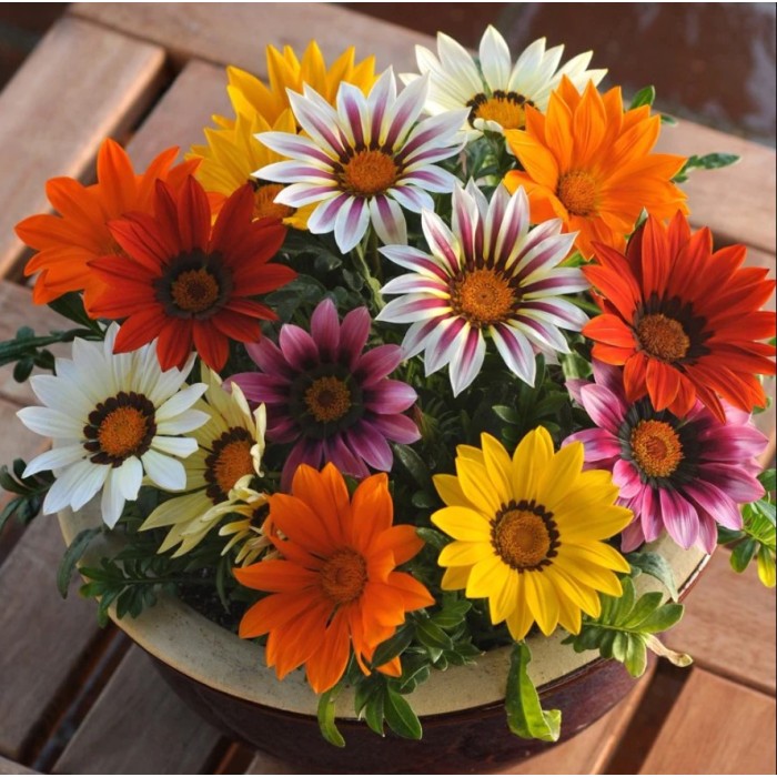 Газания Микс Gazania splendens