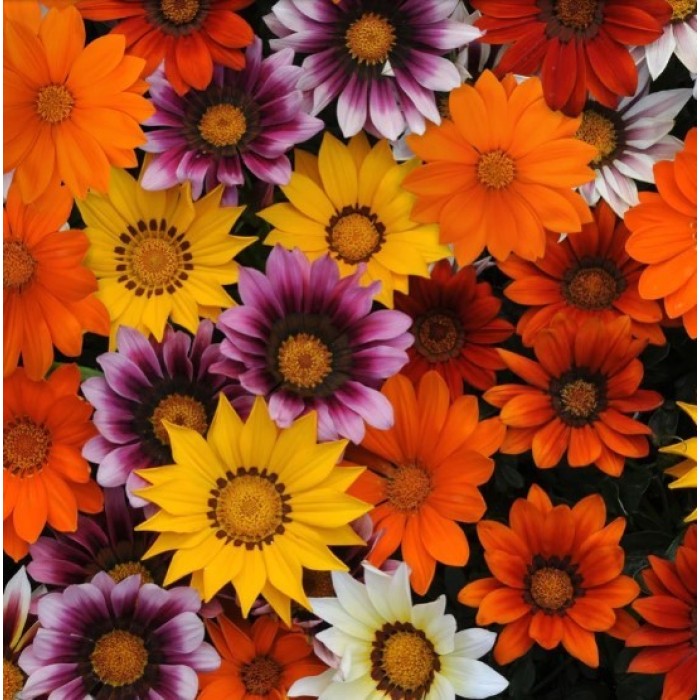 Газания Микс Gazania splendens