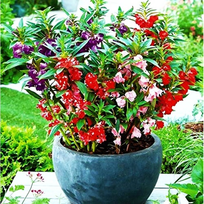 Импатиенс двоен Микс Impatiens balsamina
