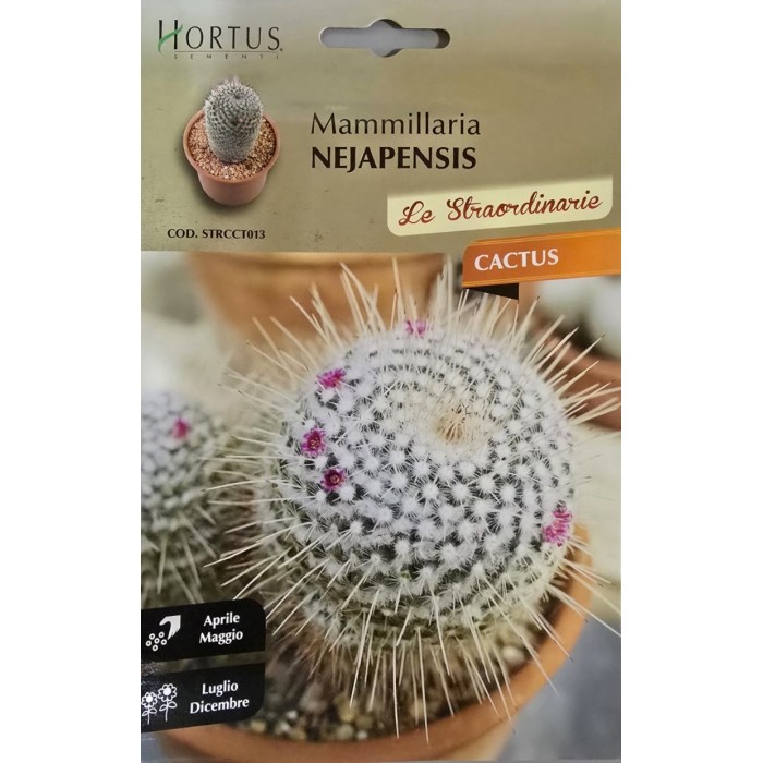 Кактус Мамилария (Mammillaria nejapensis)
