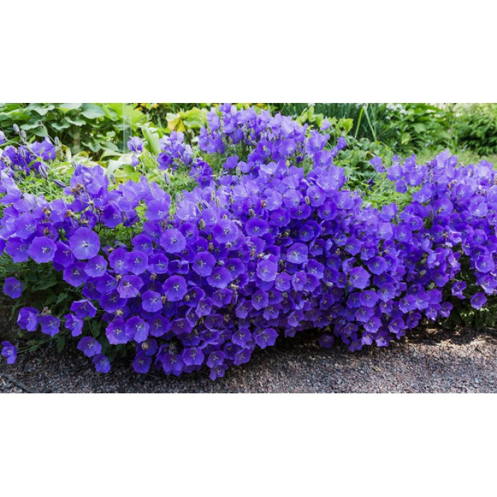 Кампанула Синя  Campanula Carpatica