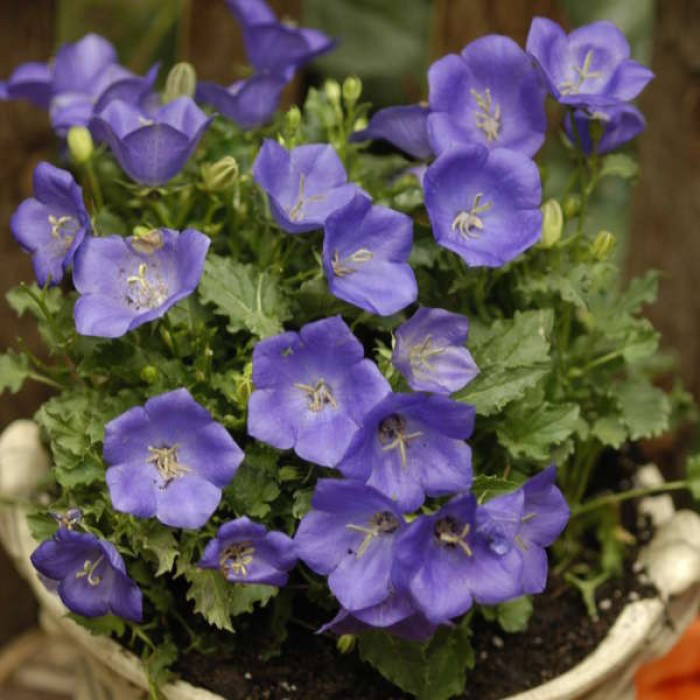 Кампанула Синя  Campanula Carpatica
