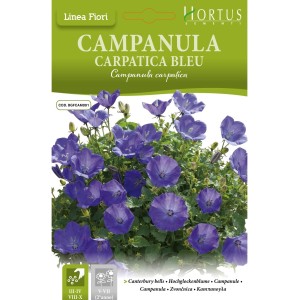 Кампанула Синя  Campanula Carpatica
