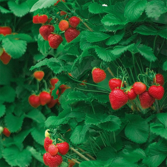 Каскадни Ягоди Fragole Rampicanti