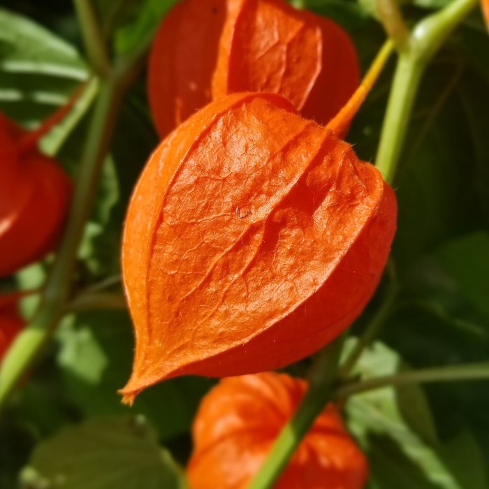 Физалис (Китайски фенер) Physalis Alkenkengii