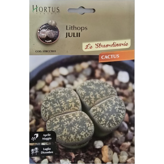 Литопс  (Lithops julii) – Живи камъни