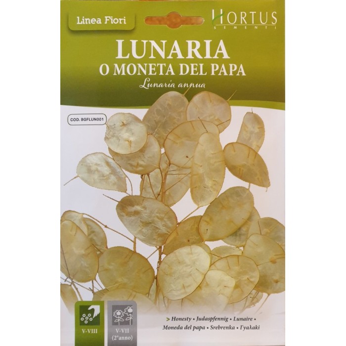Лунария Lunaria annua