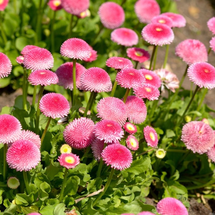 Парички Двойни Помпони Микс Bellis perennis