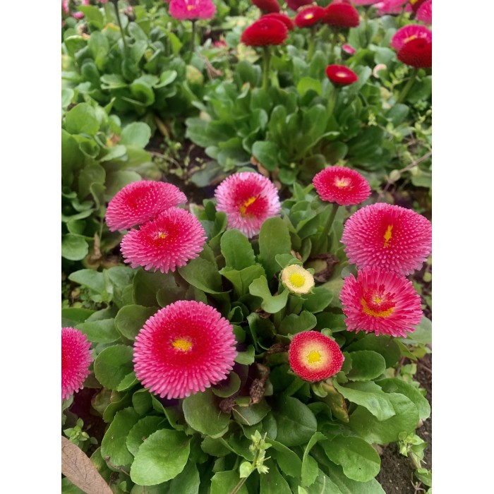 Парички Двойни Помпони Микс Bellis perennis
